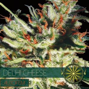 Delhi Cheese Auto Feminised Seeds