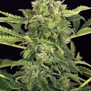 Mango Cream Auto Feminised Seeds