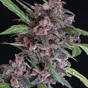 Black Lemon Auto Feminised Seeds
