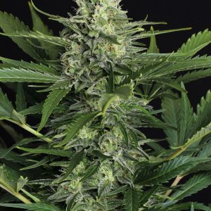 Green Gummy Auto Feminised Seeds