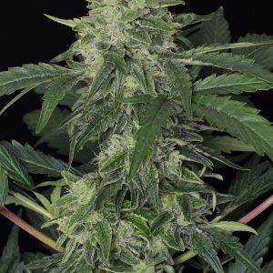 Jungle Fever Auto Feminised Seeds