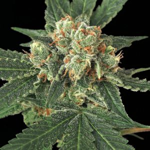 Blue Monkey Feminised Seeds