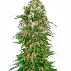 Shiva Skunk Auto Feminised Seeds