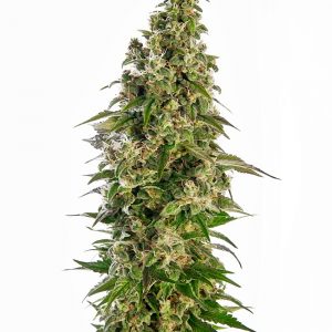 Afghani #1 Auto Feminised Seeds
