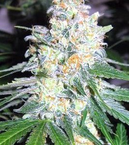 Diesel Berry Cough Feminised Seeds