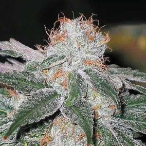 Dubble Bubble Feminised Seeds