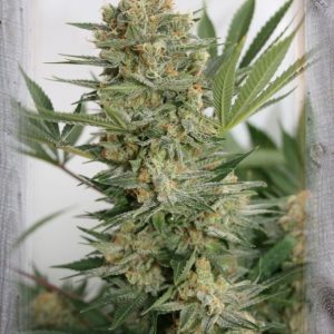 Sweet Russian Feminised Seeds