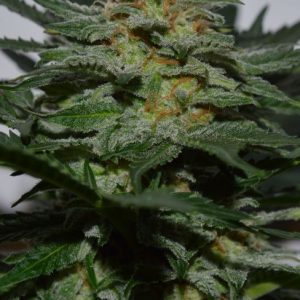 SweetBerry Cough Auto Feminised Seeds