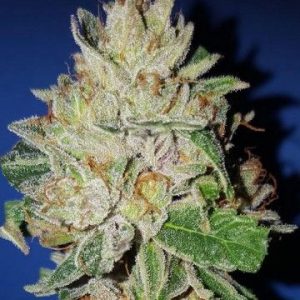 Violet Kush Feminised Seeds