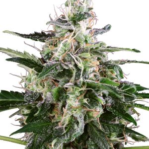 White Skunk Auto Feminised Seeds