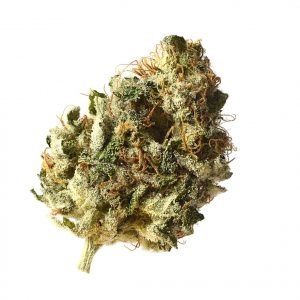 Kosher Choco Kush Feminised Seeds