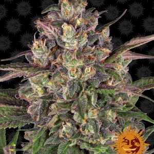 Peyote Critical Feminised Seeds