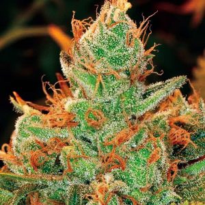 Gorilla Lilly Feminised Seeds