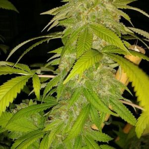 Zombie Virus Feminised Seeds