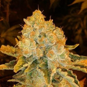White Widow Feminised Seeds