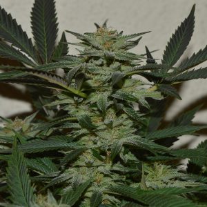 Orange, Strawberry & Banana Feminised Seeds