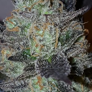 Lavender Feminised Seeds