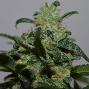 Grapefruit Feminised Seeds