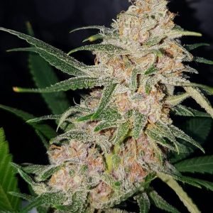 Girl Scout Cookies Feminised Seeds