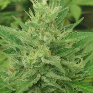 Caramel Creme Auto Feminised Seeds