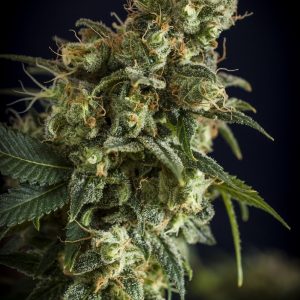 NL #5 Auto Feminised Seeds