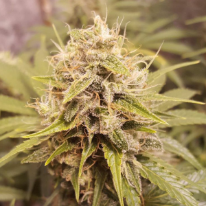 Deluxe Orange Regular Seeds