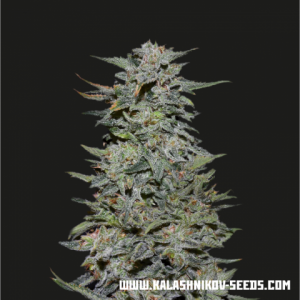 Boy Scout Cookies Feminised Seeds