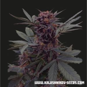 Babushka Black Auto Feminised Seeds