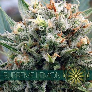 Supreme Lemon Feminised Seeds