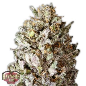 Diesel Drift Feminised Seeds