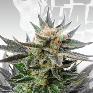 Sativa Dream (LOL) Feminised Seeds