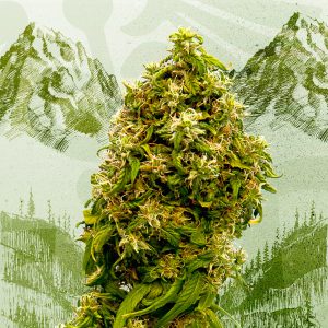 Swiss Dream CBD Feminised Seeds