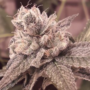Shabba Love CBD Feminised Seeds