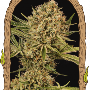 Herz OG Feminised Seeds