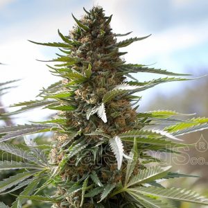 Over Dawg Feminised Seeds
