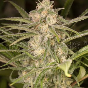 No Name Auto Feminised Seeds