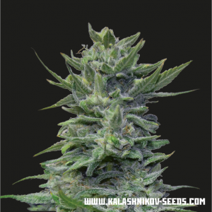 Lavanda Cream Feminised Seeds