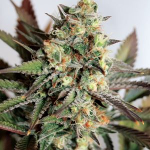 Girl Scout Cookies Feminised Seeds