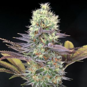 Cali Bay Dream Feminised Seeds