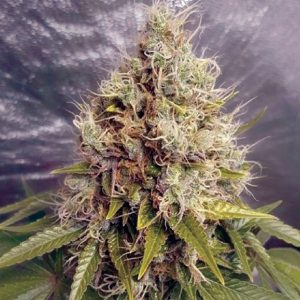 Kush Mass Auto Feminised Seeds