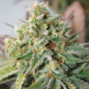 Critical XXL Auto Feminised Seeds