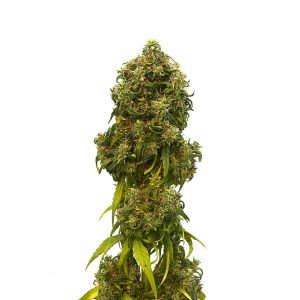 Swiss Dream CBD Auto Feminised Seeds