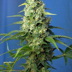 Honey Peach CBD Auto Feminised Seeds