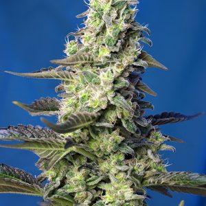 Green Poison XL Auto Feminised Seeds