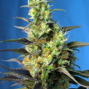NYC Diesel CBD (formerly Ice Cool CBD) Feminised Seeds