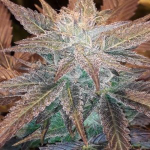 Dark Chocolate Feminised Seeds