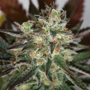 Devil's Mango Feminised Seeds