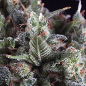 Olympia Feminised Seeds