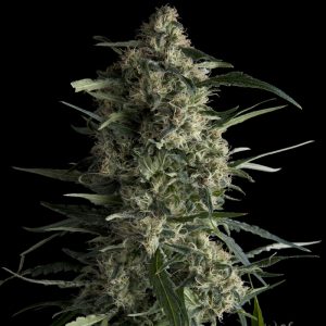 Galaxy CBD Feminised Seeds