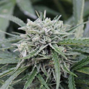 NL Auto Feminised Seeds